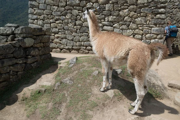 Láma Machu Picchu Fellegvára Peruban Southa Amerikában — Stock Fotó