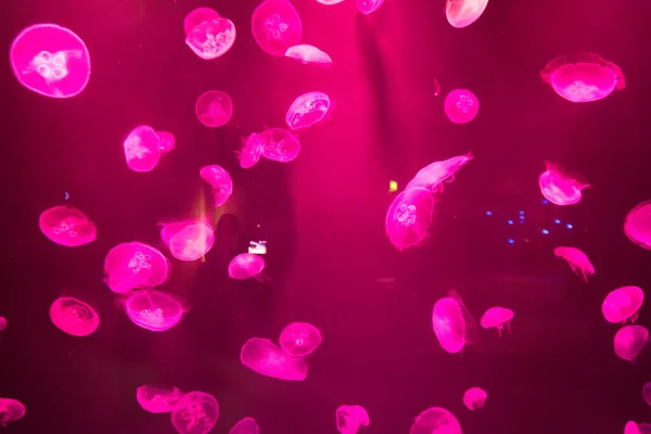 Красивые Медузы Плавающие Воде Океанариуме — стоковое фото