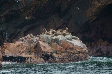 Peru'daki Güney Amerika deniz aslanları grubu, Islas Ballestas