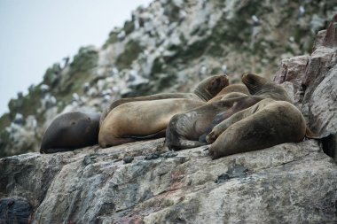 Peru'daki Güney Amerika deniz aslanları grubu, Islas Ballestas