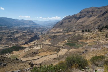 Colca Canyon (Canon Del Colca), Peru, Güney Amerika
