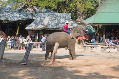 Chiangmai, Tayland: Filler 14 Şubat 2016 tarihinde Chiangmai, Tayland'da genç Elephant okulunda