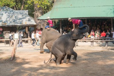 Chiangmai, Tayland: Filler 14 Şubat 2016 tarihinde Chiangmai, Tayland'da genç Elephant okulunda