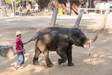 Chiangmai, Tayland: Filler 14 Şubat 2016 tarihinde Chiangmai, Tayland'da genç Elephant okulunda