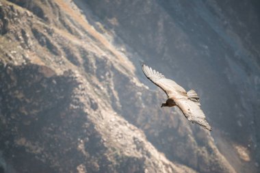 Colca Canyon 'da Cruz del Condor (Canon Del Colca), Peru, Güney Amerika