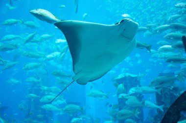 oceanarium mavi suda güzel ışın