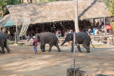 Chiangmai, Tayland: Filler 14 Şubat 2016 tarihinde Chiangmai, Tayland'da genç Elephant okulunda