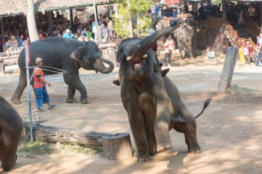 Chiangmai, Tayland: Filler 14 Şubat 2016 tarihinde Chiangmai, Tayland'da genç Elephant okulunda