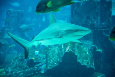 oceanarium mavi suda güzel köpekbalığı