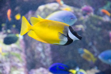 oceanarium mavi suda güzel tropikal balık