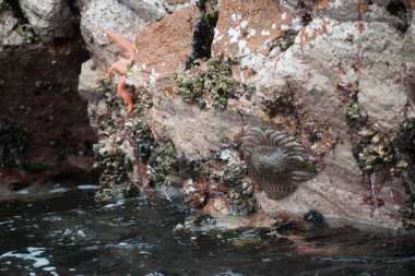 Peru'da kaya üzerinde denizyıldızı, Islas Ballestas 