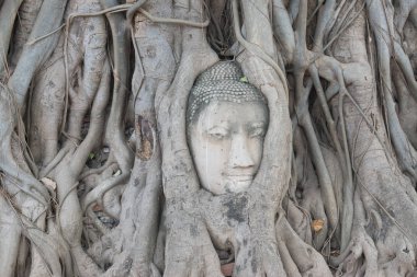 Kafa Buda heykelinin Ağaç kökleri Wat Mahathat Tapınağı, Ayutthaya, Tayland