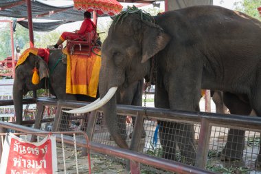 Chiangmai, Tayland: Filler 14 Şubat 2016 tarihinde Chiangmai, Tayland'da genç Elephant okulunda