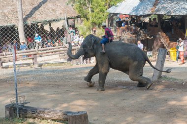 Chiangmai, Tayland: Filler 14 Şubat 2016 tarihinde Chiangmai, Tayland'da genç Elephant okulunda