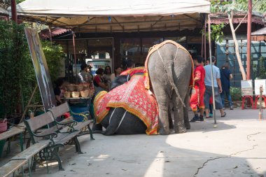 Chiangmai, Tayland: Filler 14 Şubat 2016 tarihinde Chiangmai, Tayland'da genç Elephant okulunda