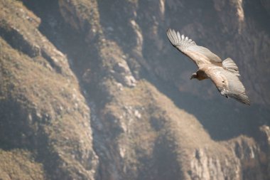 Colca Canyon 'da Cruz del Condor (Canon Del Colca), Peru, Güney Amerika