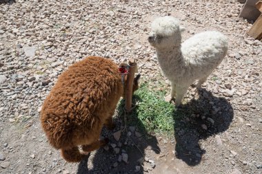 Peru 'da taşlar ile dağlarda Peru Llamas