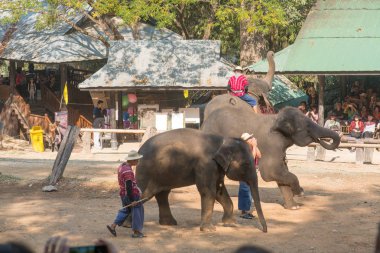 Chiangmai, Tayland: Filler 14 Şubat 2016 tarihinde Chiangmai, Tayland'da genç Elephant okulunda
