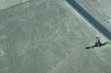 Nasca Hatlarının havadan görünümü, Ağaç. Nazca, Peru