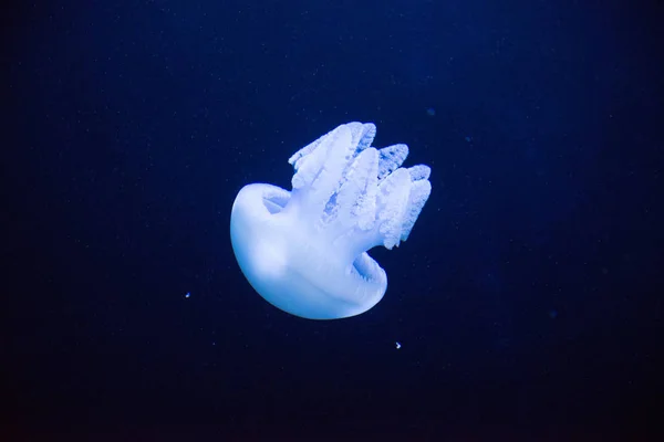 海水族館で水中を泳ぐ美しいクラゲ — ストック写真