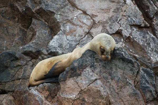 Group of South American sea lion in Peru, Islas Ballestas