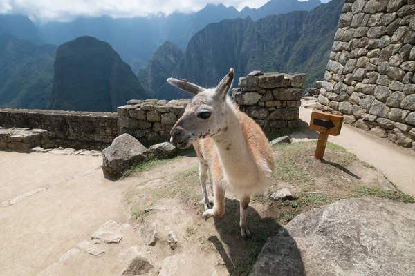Lama Machu Picchu Ciudadela Perú Sudamérica — Foto de Stock