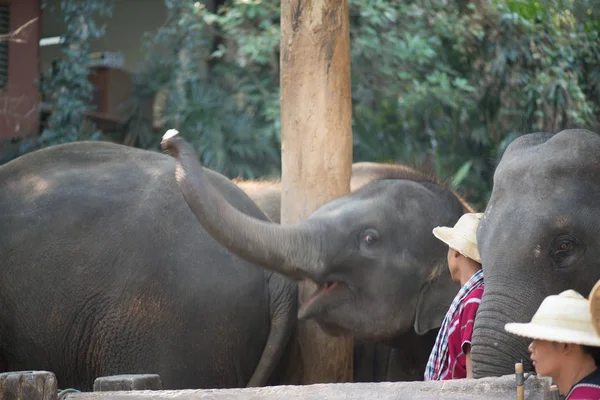 Chiangmai Thailand Elefantes Escola Jovem Elefante Fevereiro 2016 Chiangmai Thailand — Fotografia de Stock