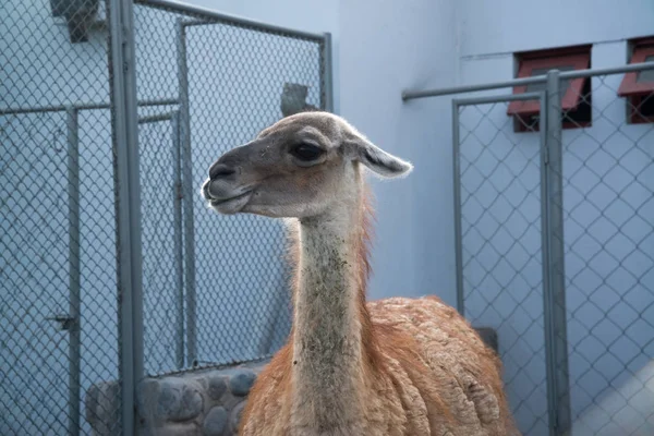 Lama Péruvien Dans Les Montagnes Avec Des Pierres Pérou — Photo