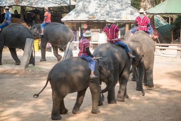 Chiangmai Ταϊλάνδη Ελέφαντες Στη Σχολή Νεαρών Ελεφάντων Στις Φεβρουαρίου 2016 — Φωτογραφία Αρχείου