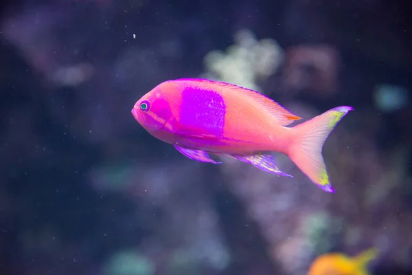 Gyönyörű Trópusi Halak Kék Víz Oceanarium — Stock Fotó