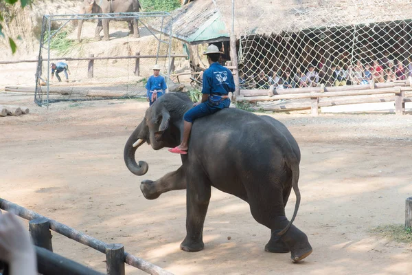 Киангмай Таиланд Слоны Школе Young Elephant Февраля 2016 Года Чиангмае — стоковое фото