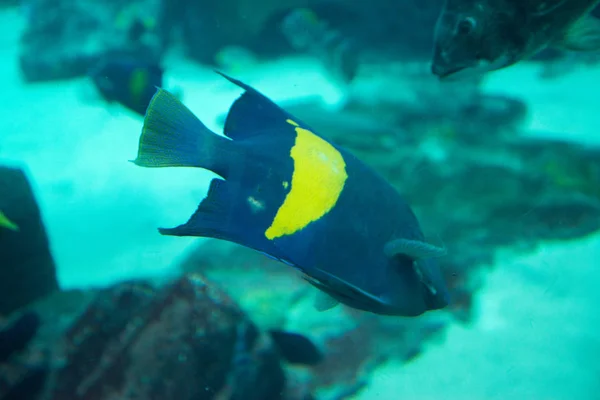 Красивые Тропические Рыбы Голубой Воде Океанариуме — стоковое фото