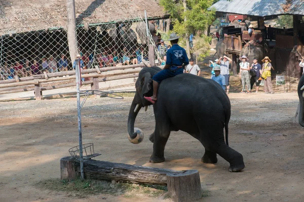 Chiangmai Ταϊλάνδη Ελέφαντες Στη Σχολή Νεαρών Ελεφάντων Στις Φεβρουαρίου 2016 — Φωτογραφία Αρχείου