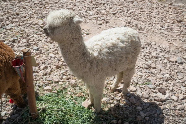 Llamas Péruviennes Dans Les Montagnes Avec Des Pierres Pérou — Photo