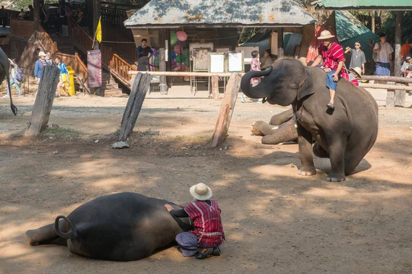 Chiangmai Ταϊλάνδη Ελέφαντες Στη Σχολή Νεαρών Ελεφάντων Στις Φεβρουαρίου 2016 — Φωτογραφία Αρχείου