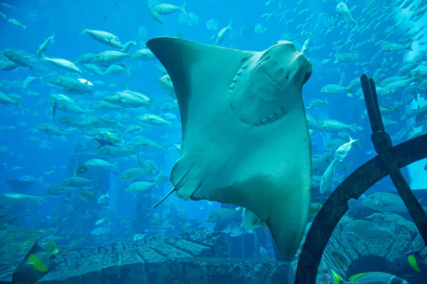 Mooie Straal Blauw Water Oceanarium — Stockfoto
