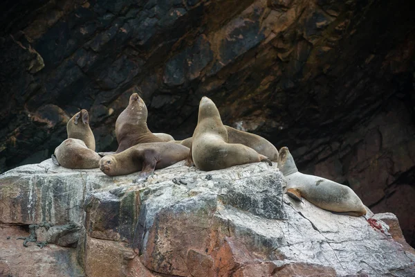 Group of South American sea lions in Peru, Islas Ballestas