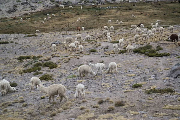 Перуанские Лам Поле Камнями Перу — стоковое фото