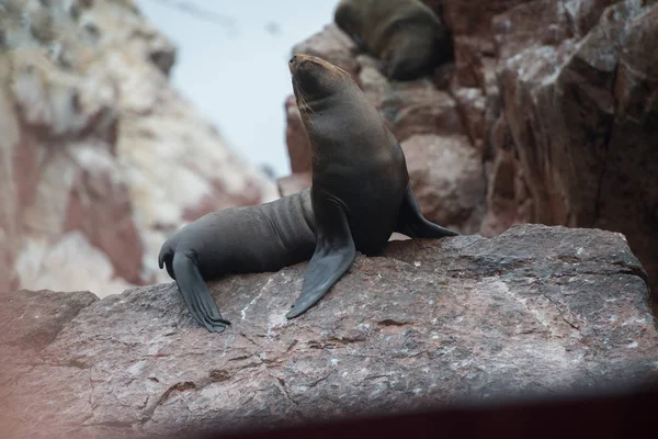 Grupo Leão Marinho Sul Americano Peru Islas Ballestas — Fotografia de Stock