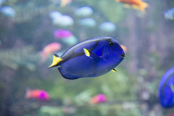 Belo Peixe Tropical Água Azul Oceanário — Fotografia de Stock