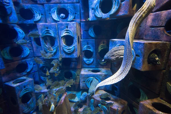 Красивые Тропические Рыбы Голубой Воде Океанариуме — стоковое фото
