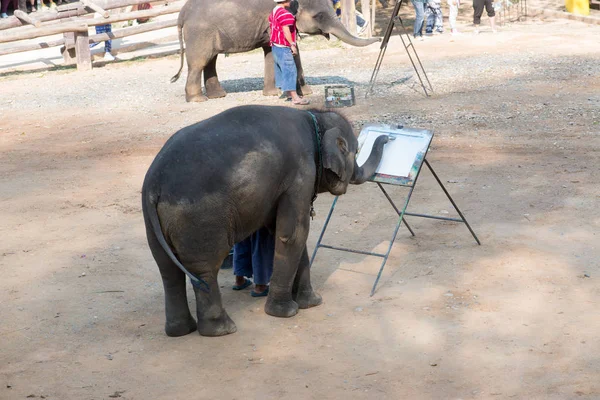 Chiangmai Ταϋλάνδη Ζωγραφική Ελέφαντα Στη Σχολή Νεαρών Ελεφάντων Στις Φεβρουαρίου — Φωτογραφία Αρχείου