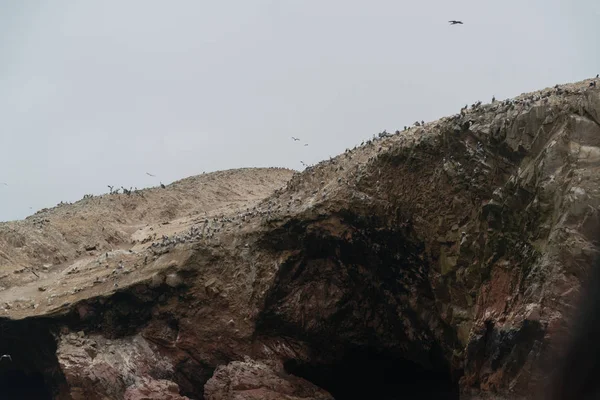 Птахи Національному Заповіднику Параас Перу Головною Метою Заповідника Захист Морського — стокове фото