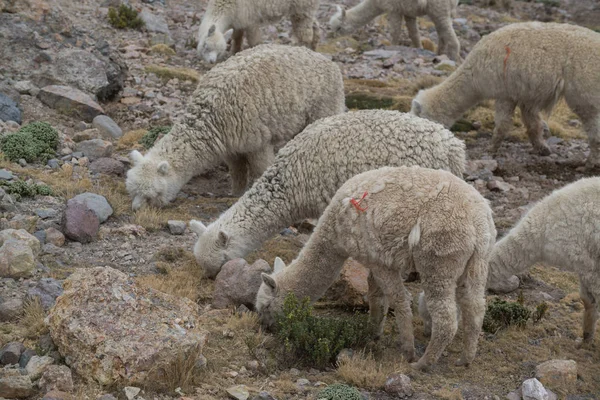Peruansk Lamadjur Fältet Med Stenar Peru — Stockfoto
