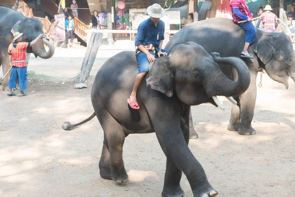 Chiangmai Ταϊλάνδη Ελέφαντες Στη Σχολή Νεαρών Ελεφάντων Στις Φεβρουαρίου 2016 — Φωτογραφία Αρχείου