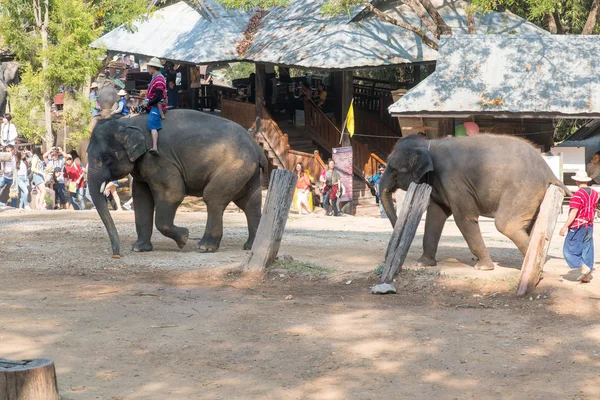 Chiangmai Ταϊλάνδη Ελέφαντες Στη Σχολή Νεαρών Ελεφάντων Στις Φεβρουαρίου 2016 — Φωτογραφία Αρχείου