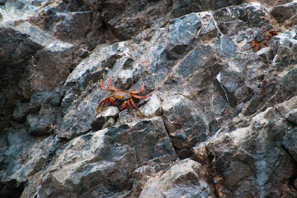 Tarisznyarákok Peruban Islas Ballestas — Stock Fotó