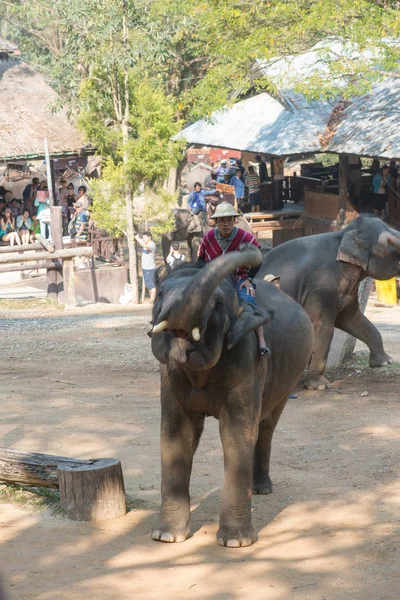 Chiangmai Thailand Elefantes Escola Jovem Elefante Fevereiro 2016 Chiangmai Thailand — Fotografia de Stock