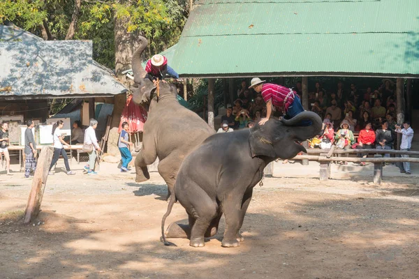 Chiangmai Thaïlande Les Éléphants Jeune École Des Éléphants Février 2016 — Photo