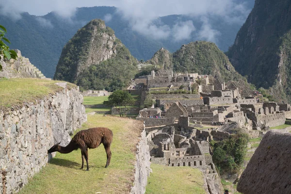 Láma Machu Picchu Fellegvára Peruban Southa Amerikában — Stock Fotó